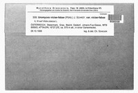Uromyces viciae-fabae image